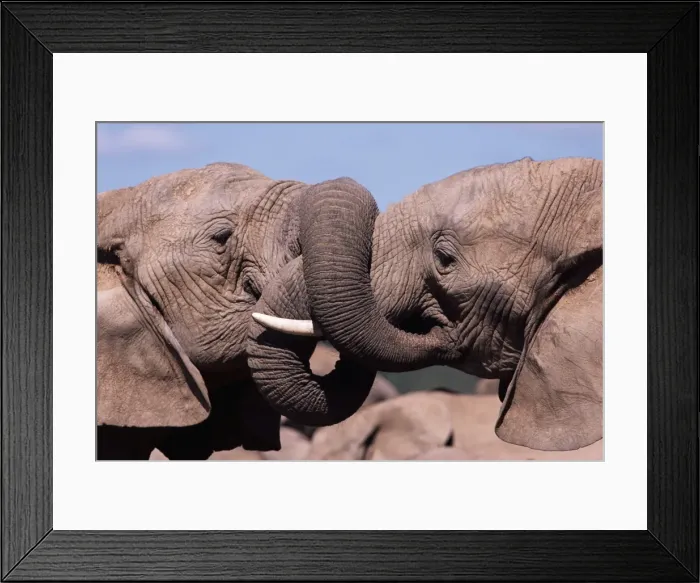 Framed Print : Two African elephants (Loxodonta africana) wrestling Framed Print : Two African elephants (Loxodonta africana) wrestling