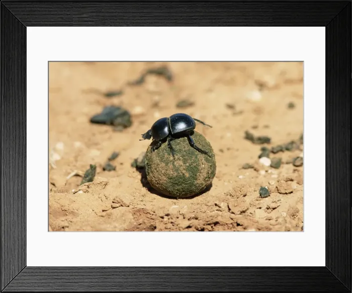 Framed Print : Flightless dung beetle rolling brood ball Framed Print : Flightless dung beetle rolling brood ball