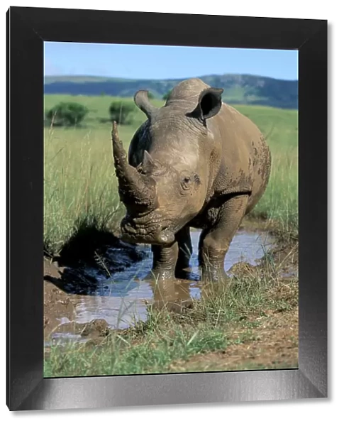 White rhino (Ceratotherium simum) cooling off