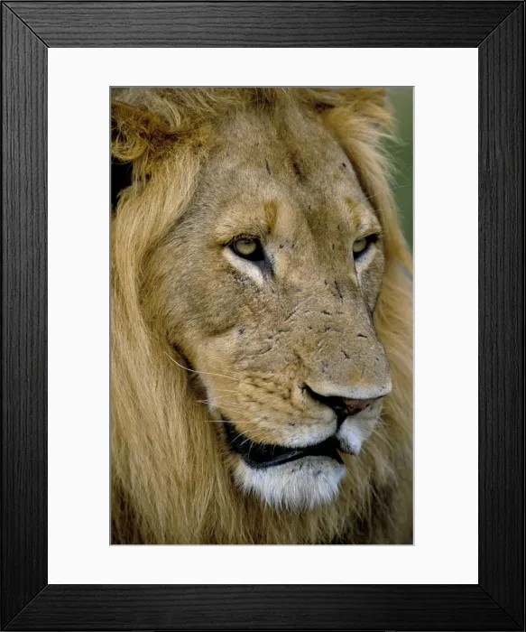 Framed Print : Male lion (Panthero leo) Framed Print : Male lion (Panthero leo)