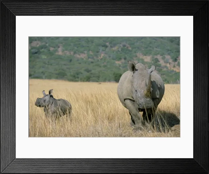 Framed Print : White rhino (Ceratotherium simum) mother and calf Framed Print : White rhino (Ceratotherium simum) mother and calf