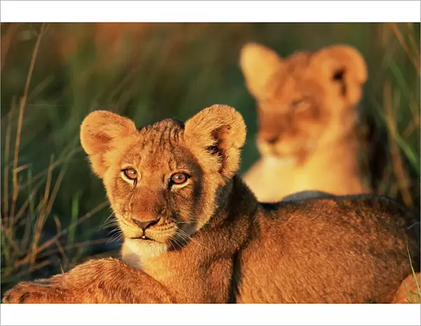 Lion cubs approximately 2-3 months old