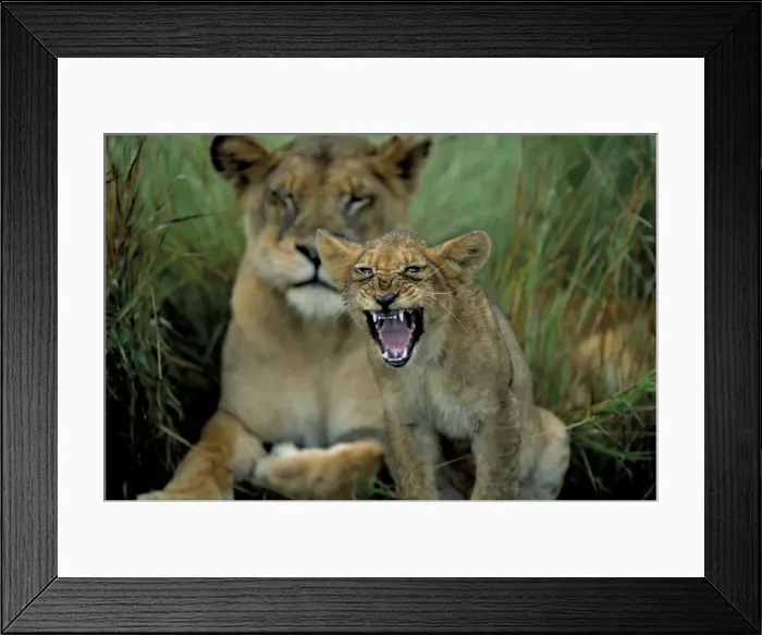 Framed Print : Two to three month old lion cub with lioness (Panthera leo) Framed Print : Two to three month old lion cub with lioness (Panthera leo)