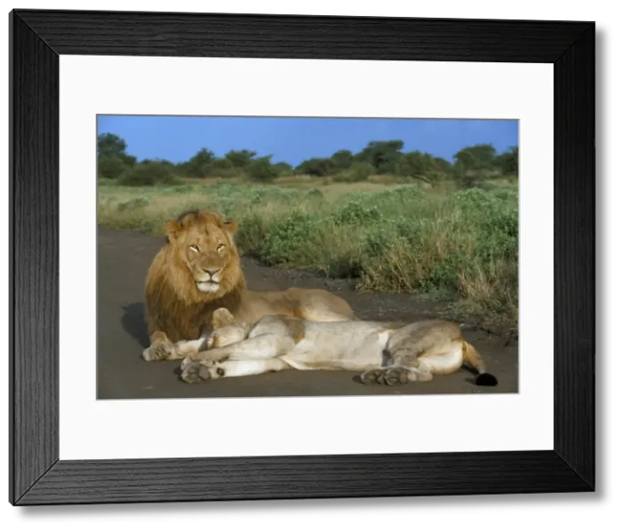 Framed Print : Lion and lioness (Panthera leo) Framed Print : Lion and lioness (Panthera leo)