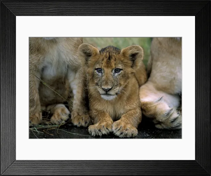 Framed Print : Two to three month old lion cub (Panthera leo) Framed Print : Two to three month old lion cub (Panthera leo)