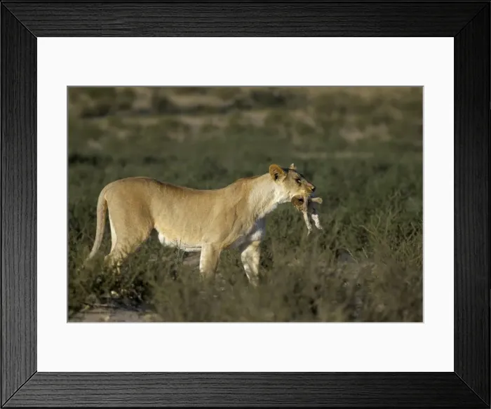 Framed Print : Lioness (Panthera leo) carrying cub to safety Framed Print : Lioness (Panthera leo) carrying cub to safety