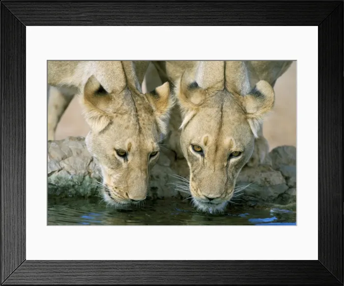 Framed Print : Lions (Panthera leo) drinking Framed Print : Lions (Panthera leo) drinking