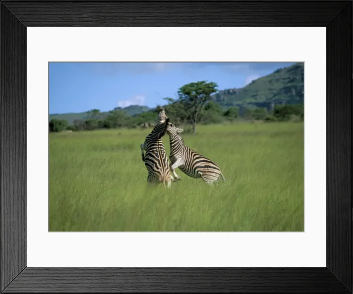 Framed Print : Burchells zebra (Equus burchelli) fighting Framed Print : Burchells zebra (Equus burchelli) fighting
