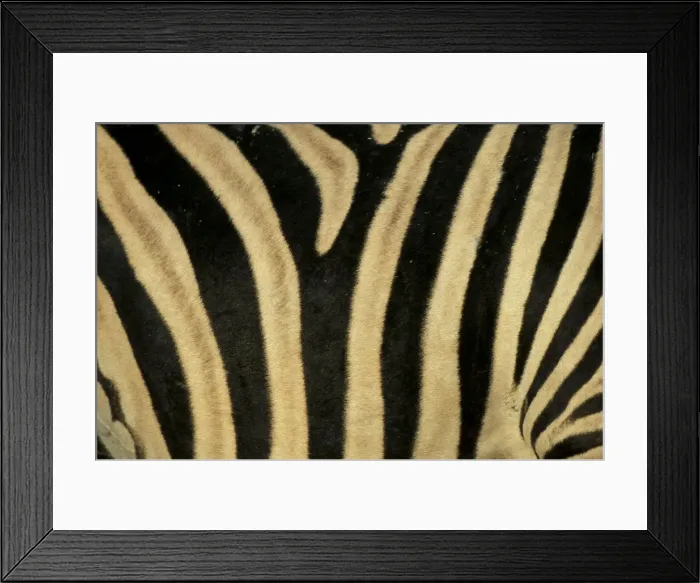 Framed Print : Close-up of zebra skin Framed Print : Close-up of zebra skin