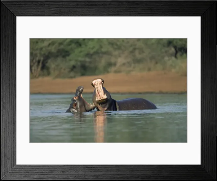 Framed Print : Common hippos Framed Print : Common hippos
