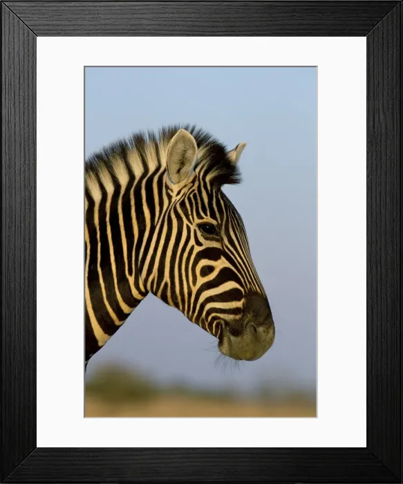 Framed Print : Head of a zebra Framed Print : Head of a zebra