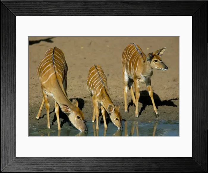 Framed Print : Nyala (Tragelaphus angasii) drinking Framed Print : Nyala (Tragelaphus angasii) drinking