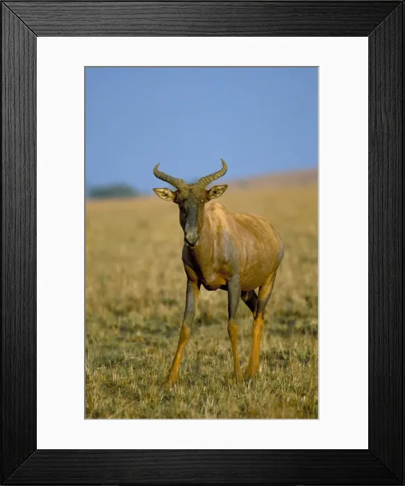 Framed Print : Tsessebe (Damaliscus lunatus) Framed Print : Tsessebe (Damaliscus lunatus)