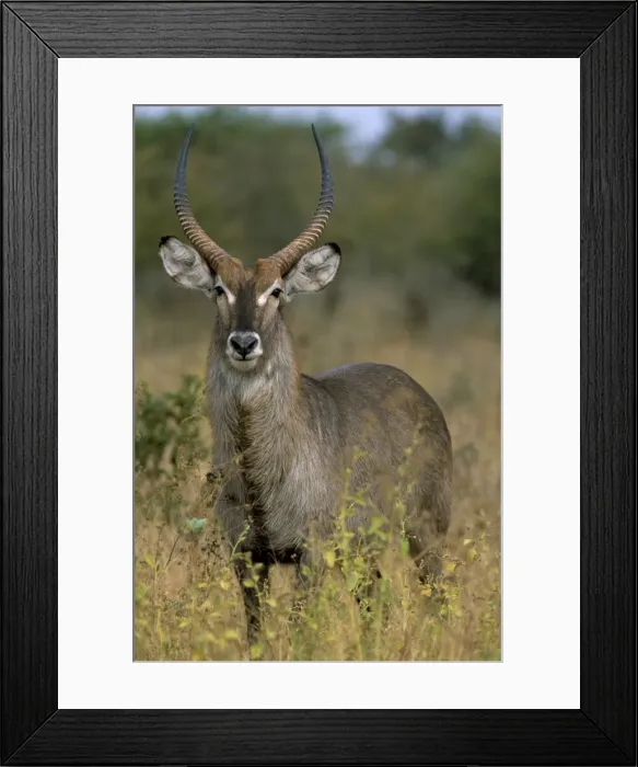 Framed Print : Waterbuck (Kobus ellipsiprymnus) Framed Print : Waterbuck (Kobus ellipsiprymnus)