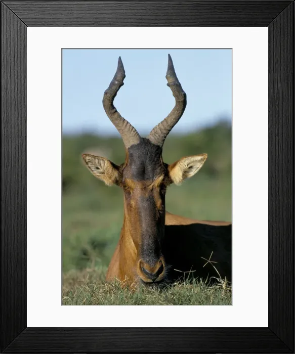 Framed Print : Red hartebeest (Alcelaphus buselaphus) Framed Print : Red hartebeest (Alcelaphus buselaphus)