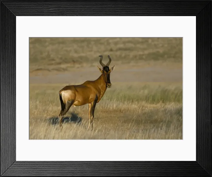 Framed Print : Red hartebeest (Alcelaphus buselaphus) Framed Print : Red hartebeest (Alcelaphus buselaphus)