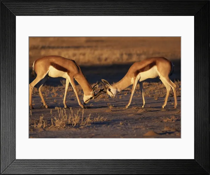 Framed Print : Two springbok (Antidorcas marsupialis) males fighting Framed Print : Two springbok (Antidorcas marsupialis) males fighting