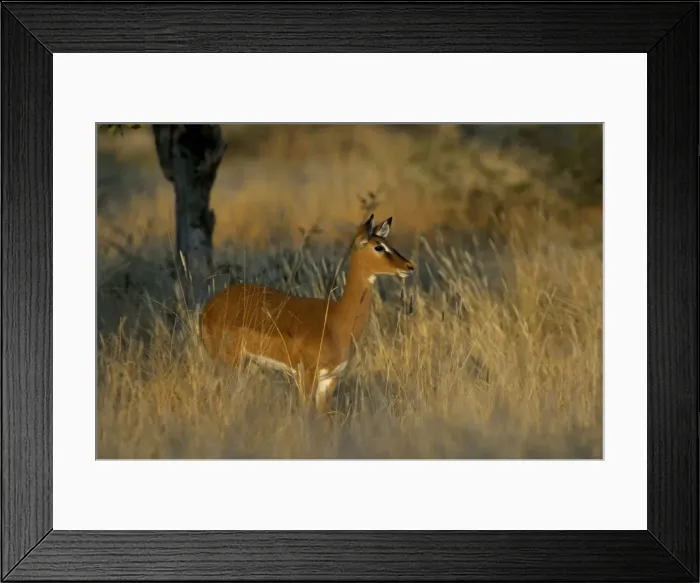 Framed Print : Impala (Aepyceros melampus) ewe Framed Print : Impala (Aepyceros melampus) ewe