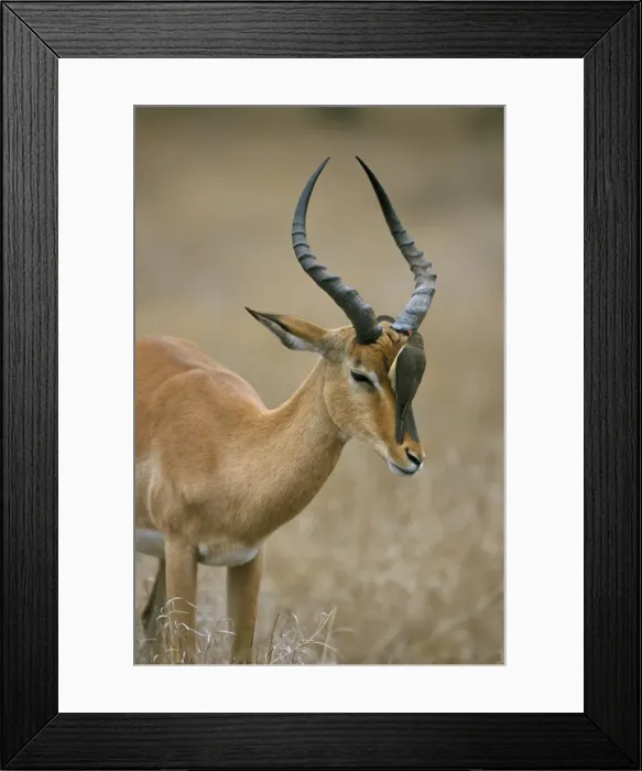Framed Print : Redbilled oxpecker Framed Print : Redbilled oxpecker