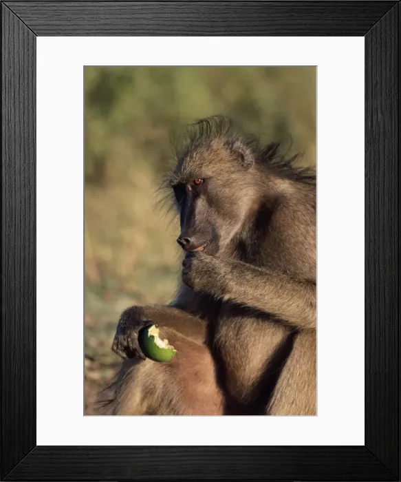 Framed Print : Chacma baboon Framed Print : Chacma baboon