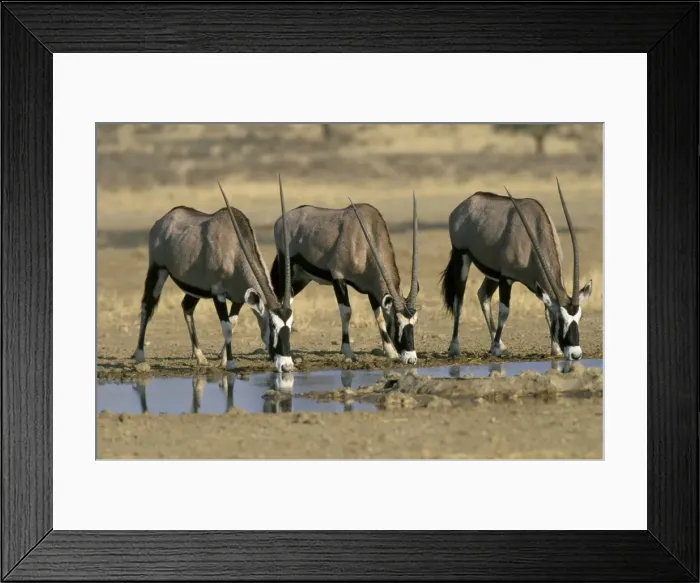 Framed Print : Gemsbok (oryx) (Oryx gazella) drinking at waterhole Framed Print : Gemsbok (oryx) (Oryx gazella) drinking at waterhole