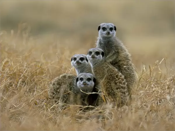 Meerkats (suricates) (Suricata suricatta)