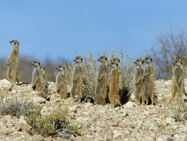 Meerkats (suricates) (Suricata suricatta)