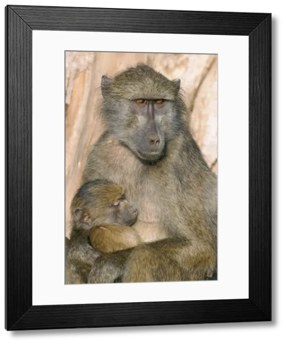 Framed Print : Chacma baboon (Papio cynocephalus) nursing infant Framed Print : Chacma baboon (Papio cynocephalus) nursing infant