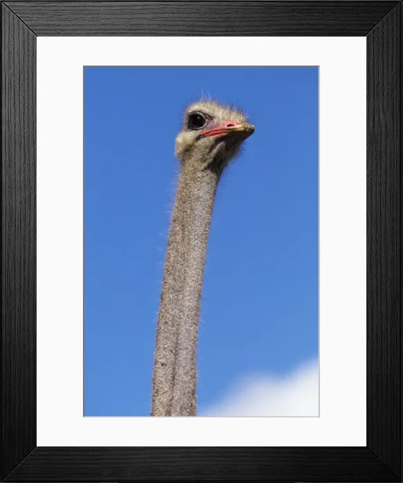 Framed Print : Close-up of an ostrich (Struthio camelus) Framed Print : Close-up of an ostrich (Struthio camelus)