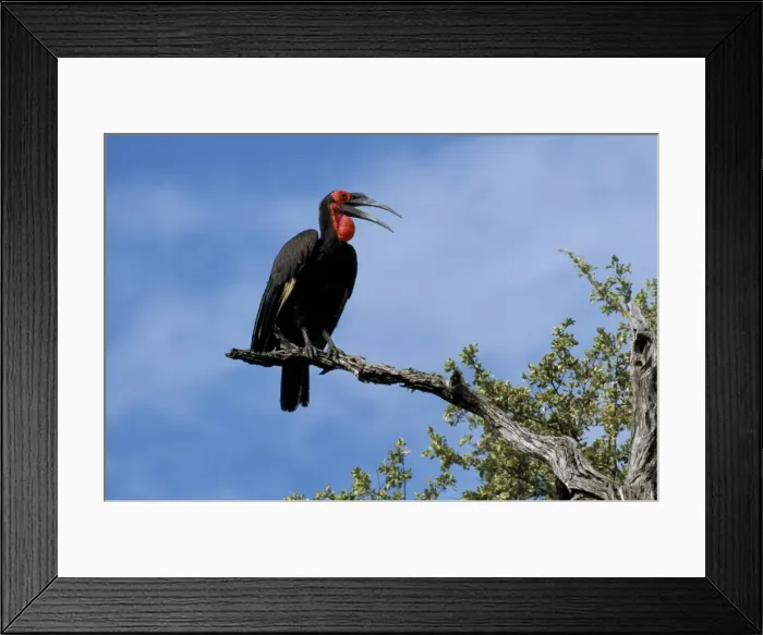 Framed Print : Ground hornbill (Bucorvus leadbeateri) Framed Print : Ground hornbill (Bucorvus leadbeateri)