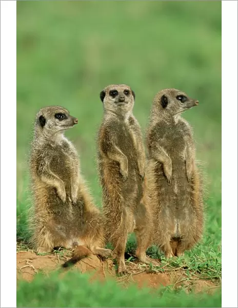 Three meerkats (suricates)