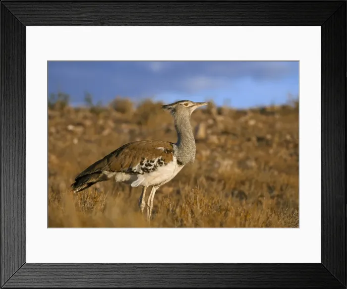 Framed Print : Kori bustard (Ardeotis kori) Framed Print : Kori bustard (Ardeotis kori)