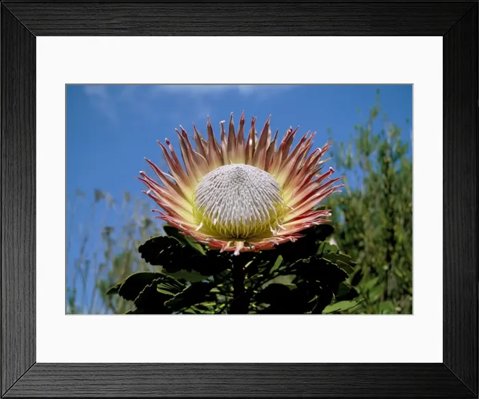 Framed Print : King protea (Protea cynaroides) flower Framed Print : King protea (Protea cynaroides) flower