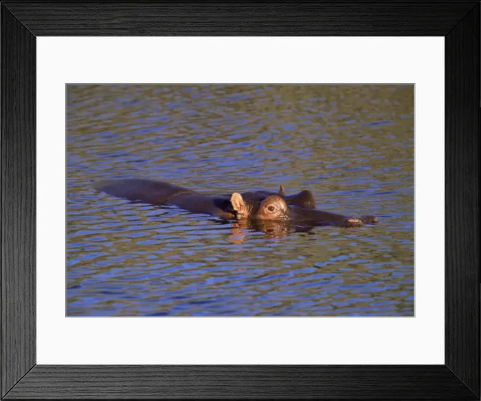 Framed Print : Common hippopotamus (Hippopotamus amphibius) Framed Print : Common hippopotamus (Hippopotamus amphibius)