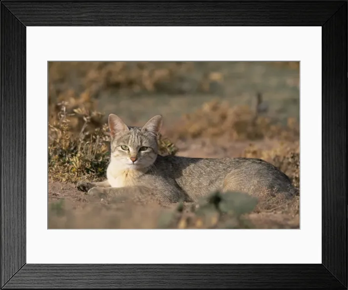 Framed Print : African wildcat (Felis lybica) Kgalagadi Transfrontier Park Framed Print : African wildcat (Felis lybica) Kgalagadi Transfrontier Park