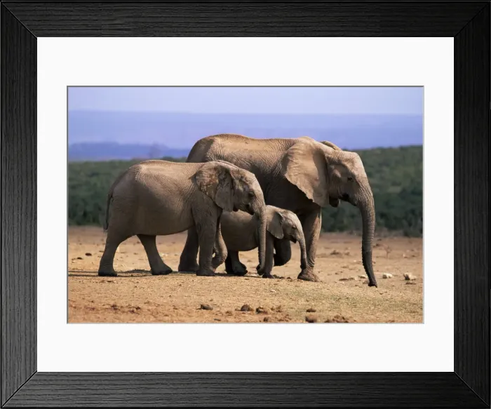 Framed Print : African elephants (Loxodonta africana) Framed Print : African elephants (Loxodonta africana)