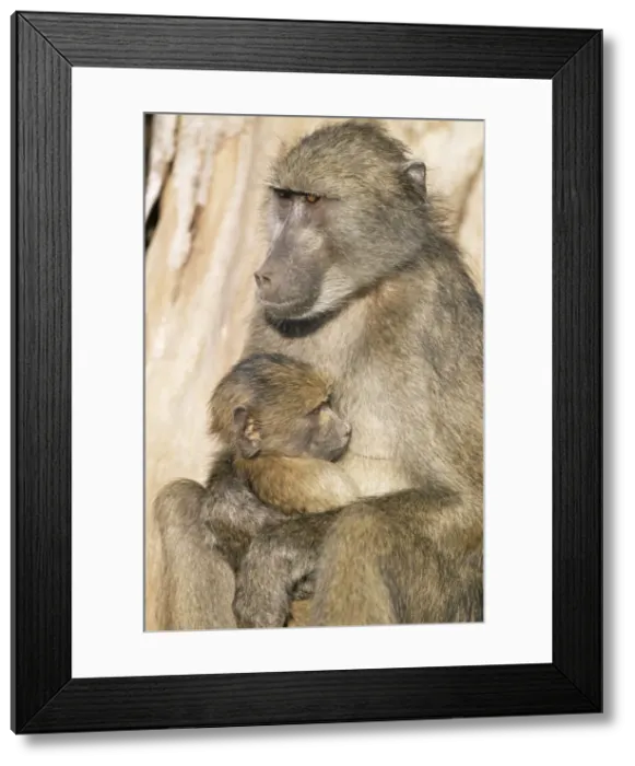Framed Print : Chacma baboon (Papio cynocephalus) with young Framed Print : Chacma baboon (Papio cynocephalus) with young