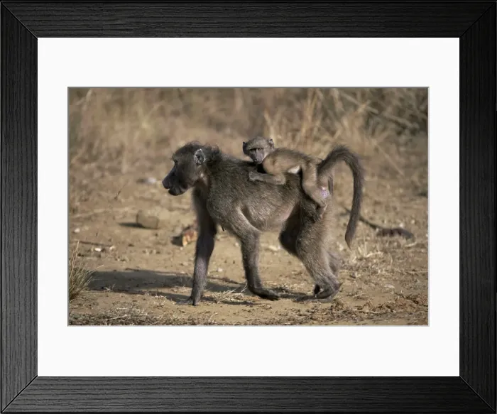 Framed Print : Chacma baboon (Papio cynocephalus) carrying young Framed Print : Chacma baboon (Papio cynocephalus) carrying young