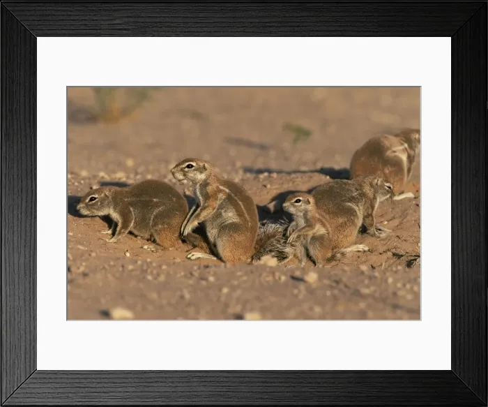 Framed Print : Ground squirrel family at burrow (Xerus inauris) Framed Print : Ground squirrel family at burrow (Xerus inauris)