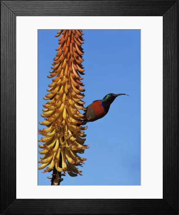 Framed Print : Greater doublecollared sunbird (Nectarinia afra) Framed Print : Greater doublecollared sunbird (Nectarinia afra)