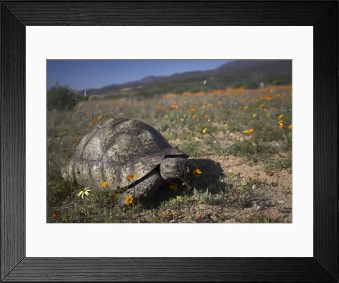 Framed Print : Leopard (mountain) tortoise Framed Print : Leopard (mountain) tortoise