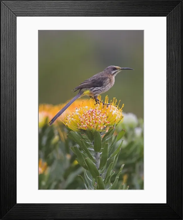 Framed Print : Cape sugarbird Framed Print : Cape sugarbird