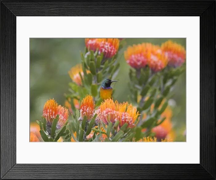 Framed Print : Orange-breasted sunbird Framed Print : Orange-breasted sunbird