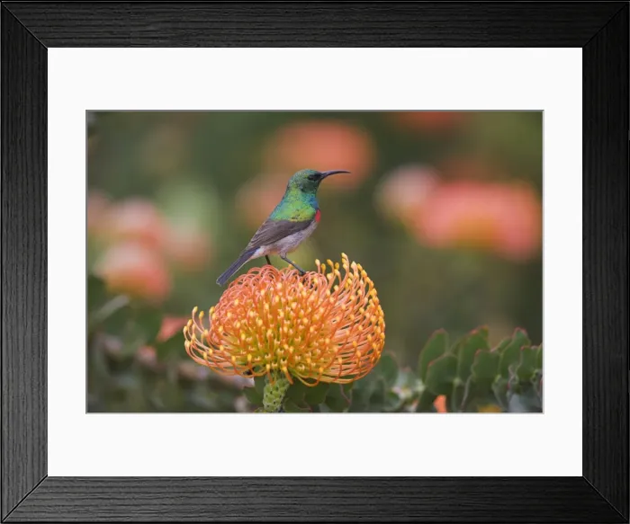 Framed Print : Southern (lesser) doublecollared sunbird Framed Print : Southern (lesser) doublecollared sunbird