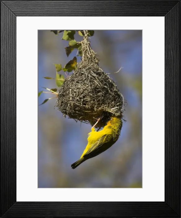 Framed Print : Cape weaver Framed Print : Cape weaver