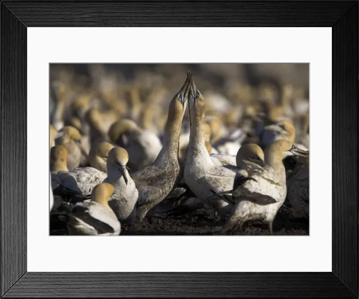 Framed Print : Cape gannets Framed Print : Cape gannets