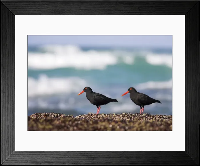 Framed Print : African black oystercatchers Framed Print : African black oystercatchers