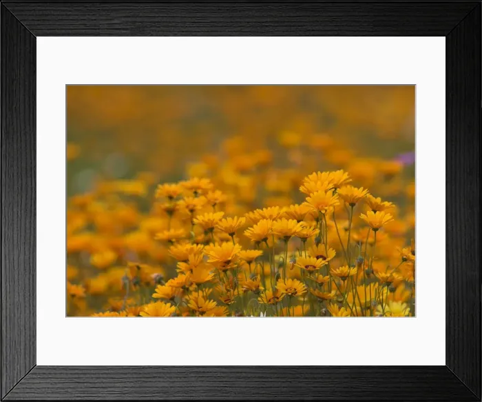Framed Print : Namaqualand daisies in spring annual flower display Framed Print : Namaqualand daisies in spring annual flower display