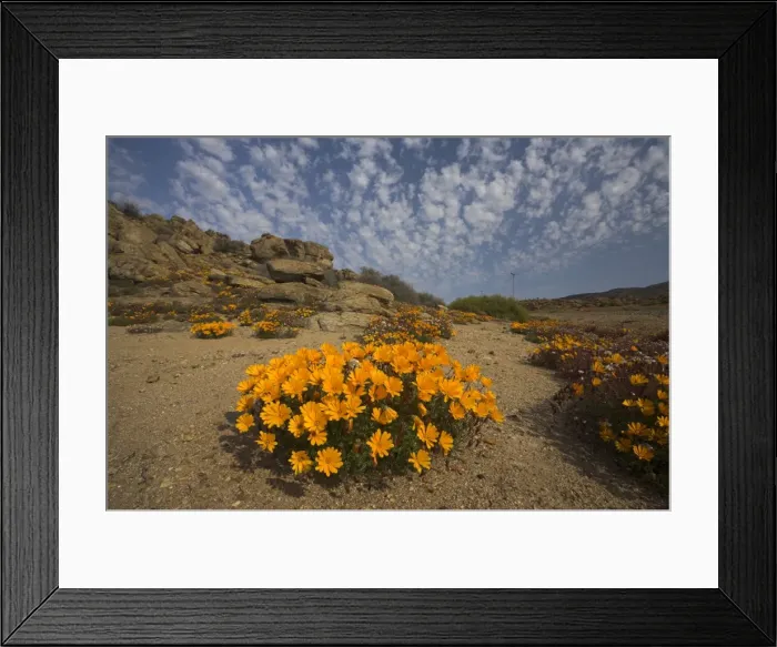 Framed Print : Annual spring wild daisies Framed Print : Annual spring wild daisies
