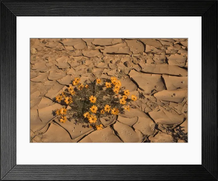 Framed Print : Annual spring wild daisies growing in arid habitat Framed Print : Annual spring wild daisies growing in arid habitat